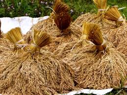 Pemerintah Gelontorkan Rp50 Triliun untuk Produksi Beras